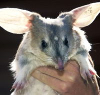 Charleville - Bilby Experience - Accommodation Batemans Bay