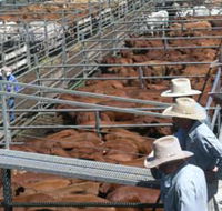 Dalrymple Sales Yards - Cattle Sales - Accommodation Batemans Bay