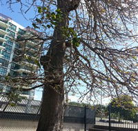 The Leichhardt Tree - Accommodation Batemans Bay