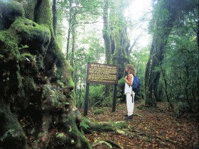 Tooloona Creek Circuit - Accommodation Batemans Bay 0