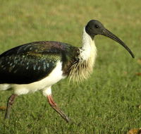 Toowoomba Bicentennial Waterbird Habitat - Accommodation Batemans Bay
