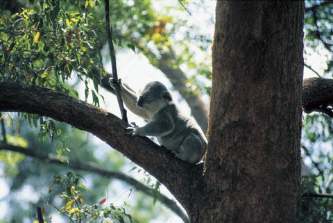 Daisy Hill Conservation Park - Accommodation Batemans Bay 0