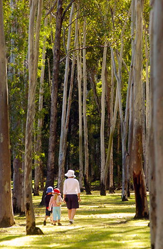 Tondoon Botanic Gardens - Accommodation Batemans Bay 3