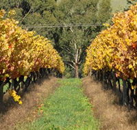 Wild Dog Winery  Restaurant - Accommodation Batemans Bay