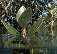 Jawbone Marine Sanctuary - Accommodation Batemans Bay