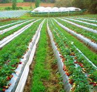 Kookaberry Strawberry Farm - Accommodation Batemans Bay