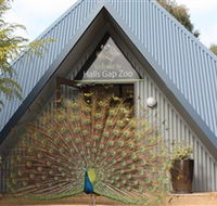 Halls Gap Zoo - Accommodation Batemans Bay