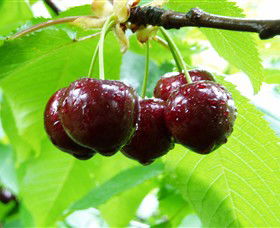 Red Hill Cherry Farm - Accommodation Batemans Bay 0