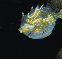 Mushroom Reef Marine Sanctuary