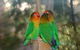 Ballarat Bird World - thumb 0