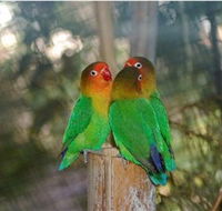 Ballarat Bird World - Accommodation Batemans Bay