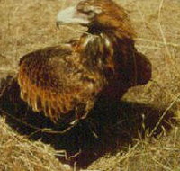 Long Forest Nature Conservation Reserve - Accommodation Batemans Bay