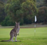 Anglesea Golf Club - Accommodation Batemans Bay