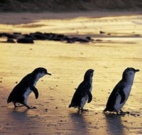 Phillip Island Nature Park - Accommodation Batemans Bay
