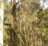 Warby-Ovens National Park - Accommodation Batemans Bay