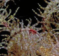 Point Danger Marine Sanctuary - Accommodation Batemans Bay