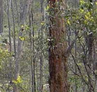 Heathcote-Graytown National Park - Accommodation Batemans Bay