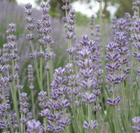 Warratina Lavender Farm - Accommodation Batemans Bay