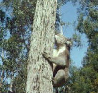 Creswick Regional Park - Accommodation Batemans Bay