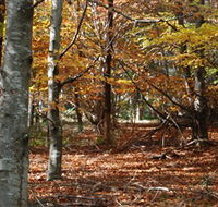 RJ Hamer Arboretum - Accommodation Batemans Bay