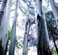 Dandenong Ranges National Park - Accommodation Batemans Bay