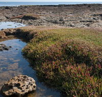 Ricketts Point Marine Sanctuary - Accommodation Batemans Bay