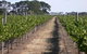 Mount Beckworth Wines - thumb 0