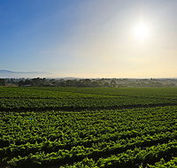 GREENSTONE VINEYARDS - Accommodation Batemans Bay