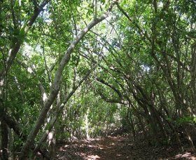 Eucalypt Trail - Accommodation Batemans Bay 0