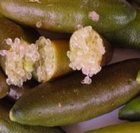Sandy Creek Olives and Finger Limes - Accommodation Batemans Bay