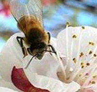 Clayridge Honey - Accommodation Batemans Bay