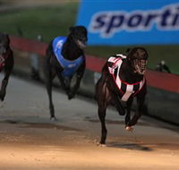 Dapto Dogs - Accommodation Batemans Bay