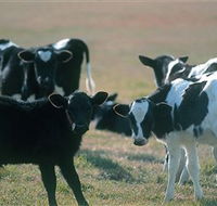 Bodalla Dairy Cheese Factory - Accommodation Batemans Bay