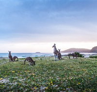 Pebbly Beach - Accommodation Batemans Bay