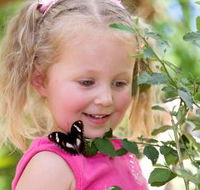 Coffs Harbour Butterfly House - Accommodation Batemans Bay