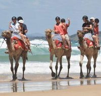 Camel Rides with Coffs Coast Camels