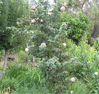 Tombstone Estate Vineyard - Accommodation Batemans Bay