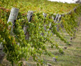 Moothi Estate Vineyard And Cellar Door - Accommodation Batemans Bay 1
