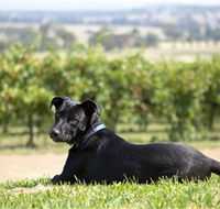 Moothi Estate Vineyard and Cellar Door - Accommodation Batemans Bay
