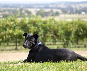 Moothi Estate Vineyard And Cellar Door - Accommodation Batemans Bay 0