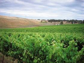 Uleybury Wines - Accommodation Batemans Bay 2