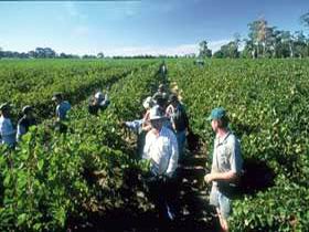 Padthaway Estate Winery - Accommodation Batemans Bay 1