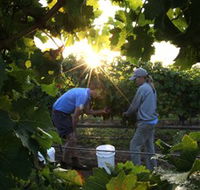 Oakdene Vineyards Restaurant and Cellar Door - Accommodation Batemans Bay