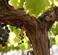 Blackjack Vineyards - Accommodation Batemans Bay