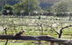 Three Willows Vineyard - thumb 0