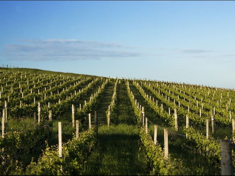 Delamere Vineyard - Accommodation Batemans Bay 0