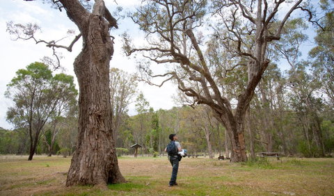 Moolarben Picnic Area - Accommodation Batemans Bay 2
