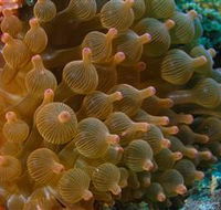 Coral Gardens Dive Site Mooloolaba - Accommodation Batemans Bay