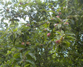 Tin Shed Cider - Accommodation Batemans Bay 1