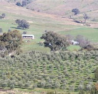 Wymah Organic Olives and Lambs - Accommodation Batemans Bay